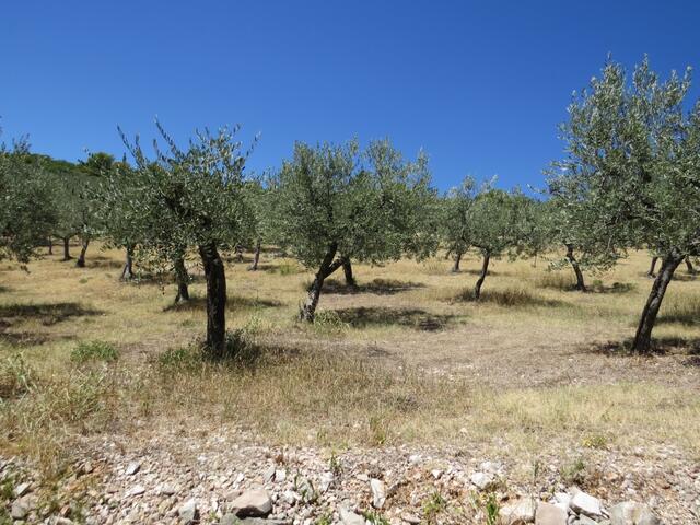 wir durchqueren wunderschön angelegte Olivenhaine