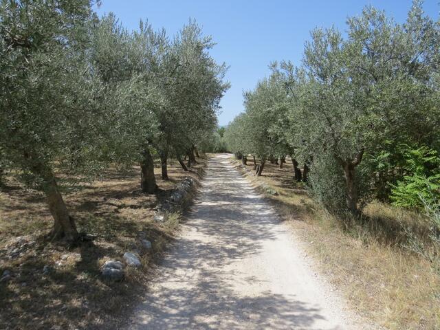 breite Kieswege durch Olivenhaine...