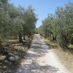 breite Kieswege durch Olivenhaine...
