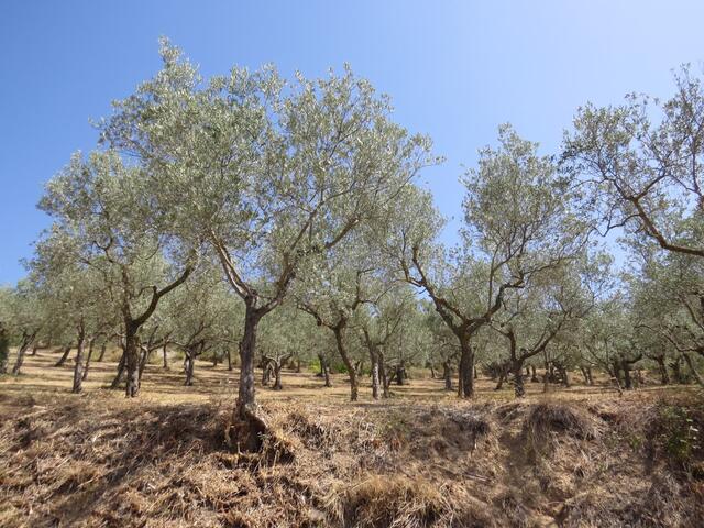 in der Regel ergibt ein Olivenbaum ein Liter Olivenöl