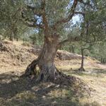 wir bestaunen uralte Olivenbäume. In dieser Gegend wachsen zum Teil über 700 jährige Olivenbäume