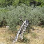uralte Olivenbäume säumen den Weg