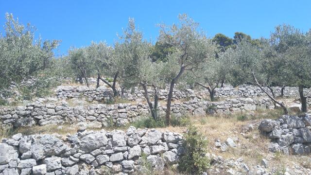 seit dem 13. Jahrhundert werden in dieser Gegend solche Trockensteinmauer um die Olivenbäume erstellt