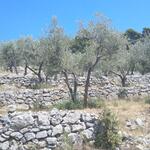 seit dem 13. Jahrhundert werden in dieser Gegend solche Trockensteinmauer um die Olivenbäume erstellt