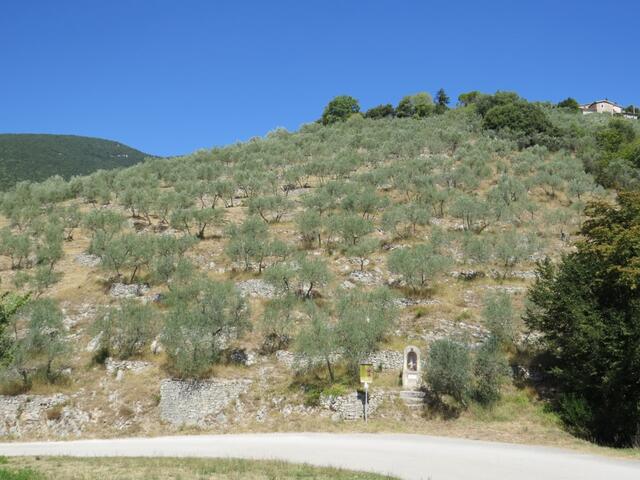 auf diesem Foto ist gut ersichtlich wie die Olivenbäume vor hunderten von Jahren, in den steilen Hängen gepflanzt worden sind