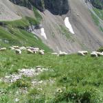 Schafe auf dem Rotsteinpass