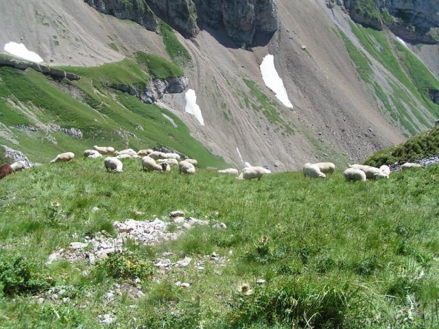 Schafe auf dem Rotsteinpass