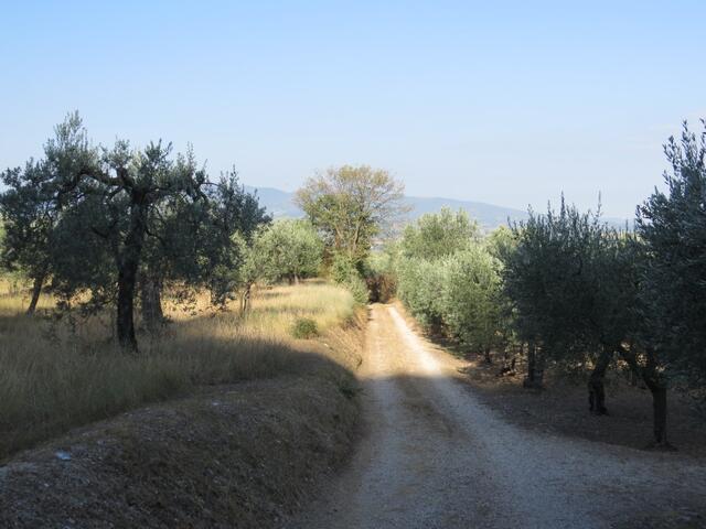 auf dem Weg nach Bazzano Superiore