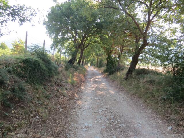 ein mit Steineichen gesäumter Weg führt uns weiter Richtung Bazzano Superiore