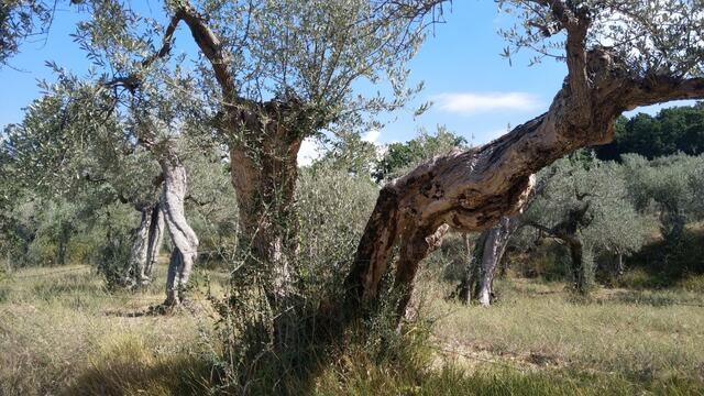 wir bestaunen uralte Olivenbäume. Man hat uns nachher erklärt, das in dieser Gegend bis zu 800 Jahre alte Olivenbäume wachsen
