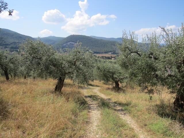 der Wanderweg schlängelt sich wieder durch einen Olivenhain