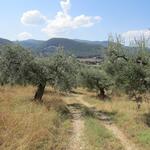 der Wanderweg schlängelt sich wieder durch einen Olivenhain