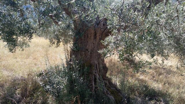 hier sind die Olivenbäume noch älter als die wir vorher angeschaut haben