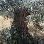 hier sind die Olivenbäume noch älter als die wir vorher angeschaut haben