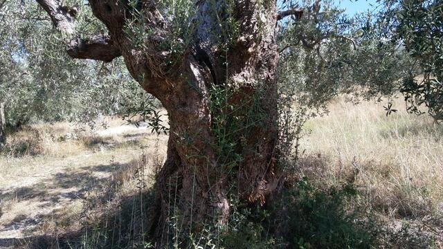 was haben diese Olivenbäume alles schon erlebt
