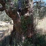 was haben diese Olivenbäume alles schon erlebt