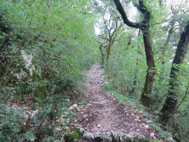 der Waldweg führt uns nun steil aufwärts. Zwischendurch ist der Waldweg schmal...