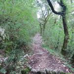 der Waldweg führt uns nun steil aufwärts. Zwischendurch ist der Waldweg schmal...