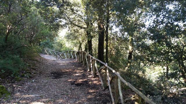 wir laufen durch diesen schönen Wald