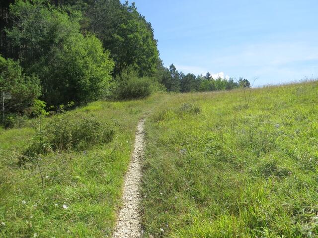 immer wieder geht es durch Waldlichtungen