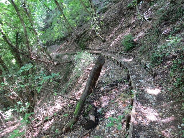 auf einem schön erstellten Waldweg verlieren wir nun an Höhe