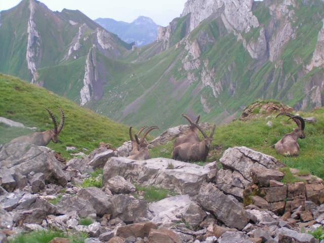 Steinböcke im Hintergund der Übergang Grueb