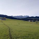 wir durchqueren Wiesen und wandern Richtung Kaubad. Am Horizont ist der Säntis ersichtlich