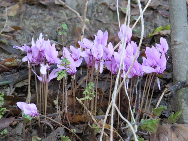 am Wegesrand schöne europäische Alpenveilchen. Wir wussten nicht, das wir diese Blumen jeden Tag bis Firenze sehen werden