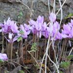 am Wegesrand schöne europäische Alpenveilchen. Wir wussten nicht, das wir diese Blumen jeden Tag bis Firenze sehen werden