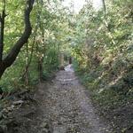 der Waldweg war früher der Kreuzweg, der die Kirche San Martino und Madonna di San Luca verband