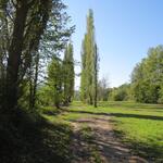etliche Kilometer führt der Wanderweg nun durch die Auenlandschaft des Fluss Reno