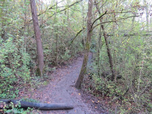 der Wald ist so dicht, das kaum ein Sonnenstrahl durch das Laubdach dringt