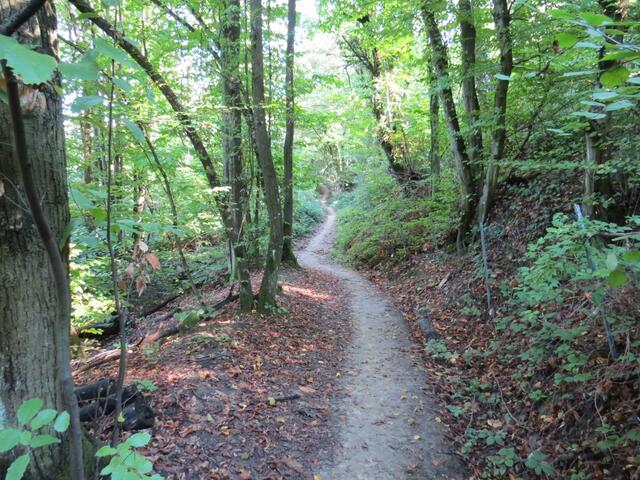 immer wieder führt uns die Via degli Dei durch dichten Wald...
