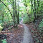 immer wieder führt uns die Via degli Dei durch dichten Wald...