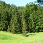 durch den Wald Richtung Bärstein