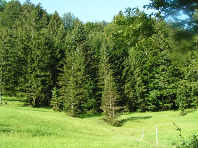 durch den Wald Richtung Bärstein