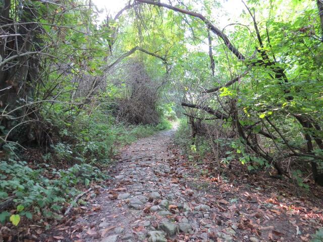 teilweise haben wir das Gefühl wir laufen durch einen Urwald