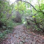 teilweise haben wir das Gefühl wir laufen durch einen Urwald