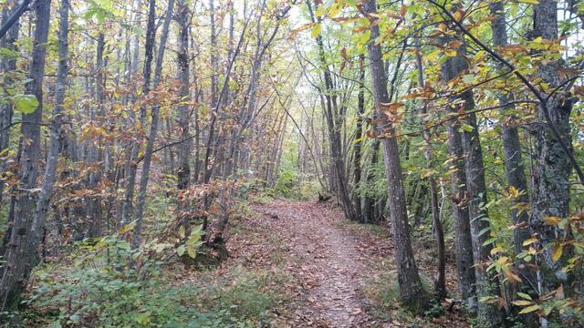 wir steigen durch Kastanienwälder weiter aufwärts