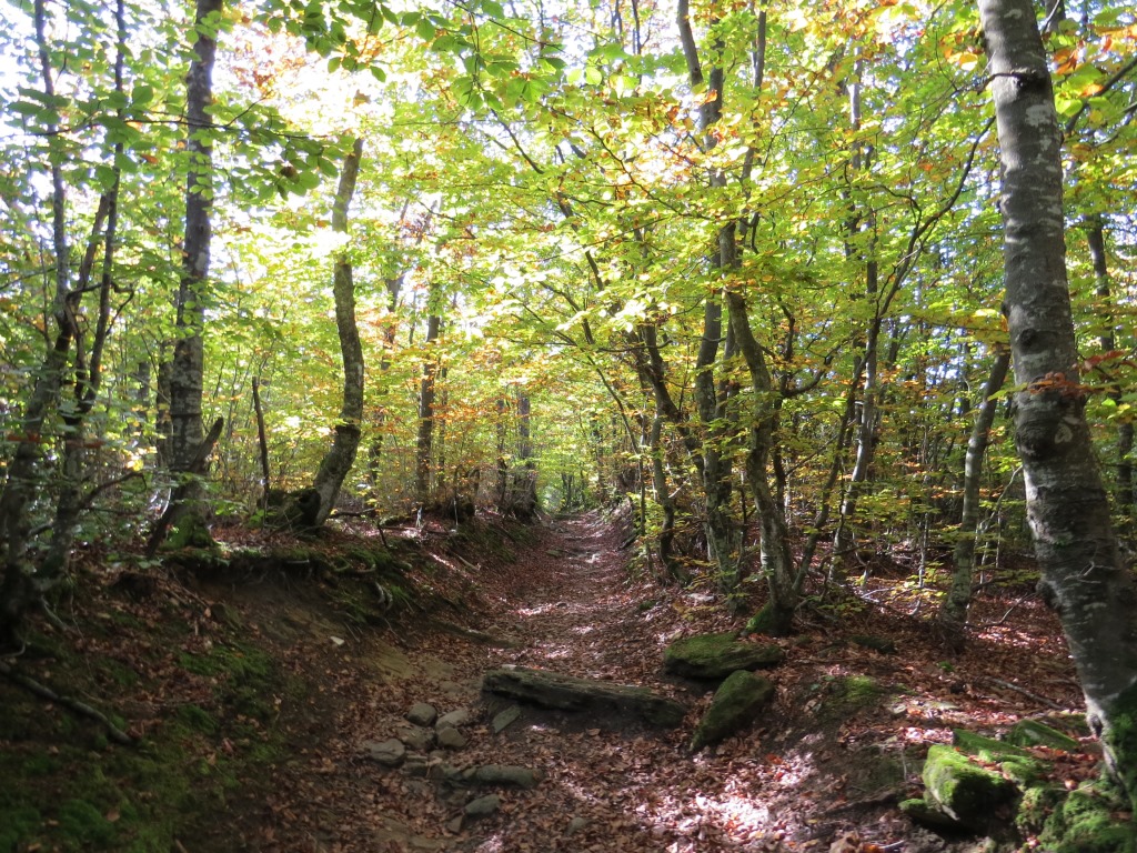 ...von unendlichen Buchenwälder