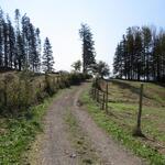 Tannen und Lärchen wechseln sich nun ab