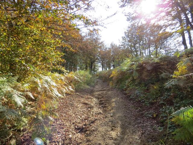 der Waldweg wird nun wieder steiler