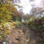 der Waldweg wird nun wieder steiler