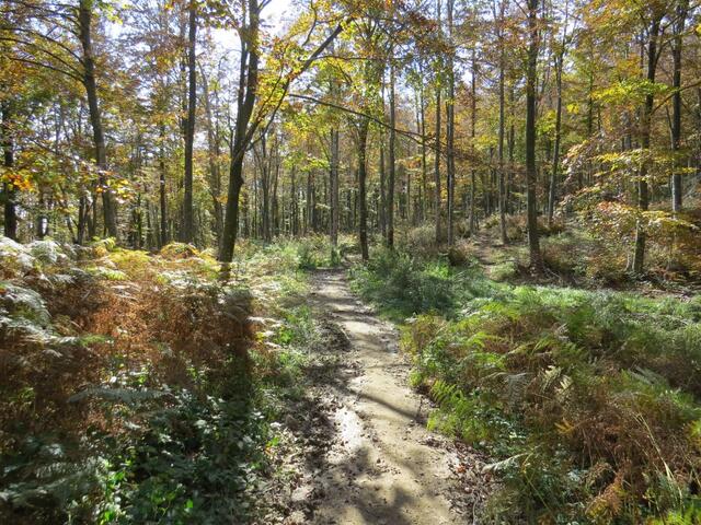 durch einen wunderschönen Wald, verlieren wir langsam an Höhe