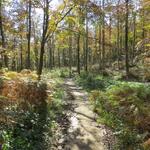 durch einen wunderschönen Wald, verlieren wir langsam an Höhe