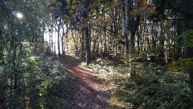 ...und tauchen in den dichten Wald hinein