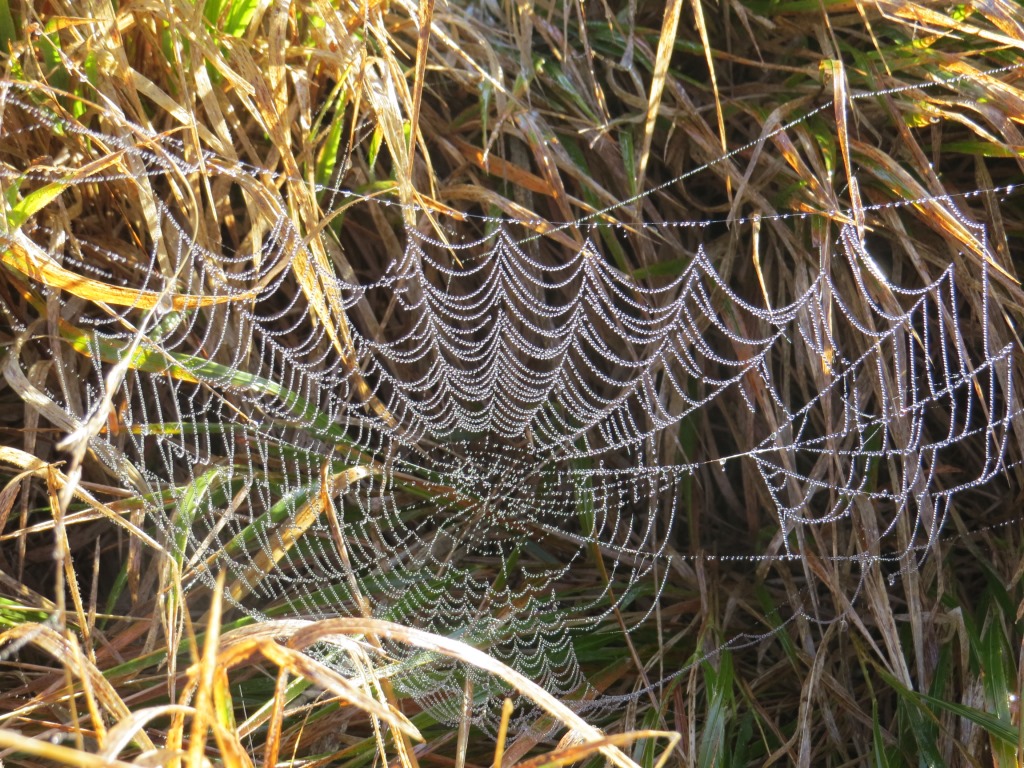 wegen den Spinnennetzen die man im Herbst gut erkennen kann, heisst diese Zeit Altweibersommer