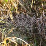 wegen den Spinnennetzen die man im Herbst gut erkennen kann, heisst diese Zeit Altweibersommer