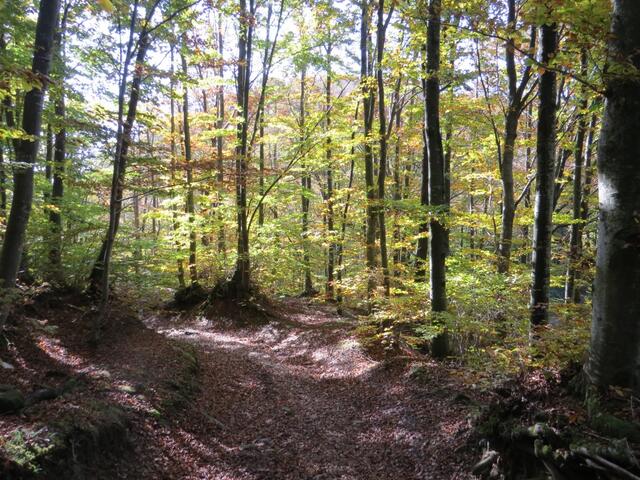 ...wandern wir weiter durch den herbstlichen Wald