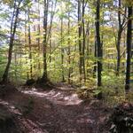 ...wandern wir weiter durch den herbstlichen Wald